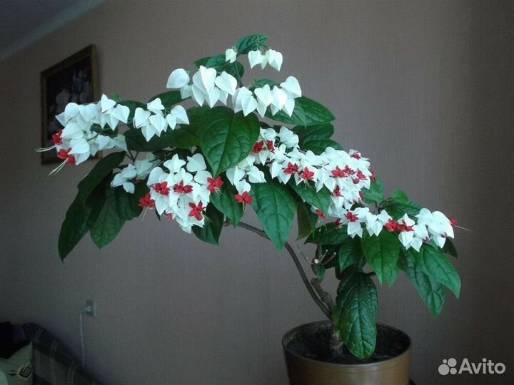 Комнатные цветы