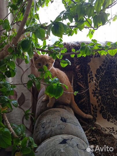 Котенок принесет счастье