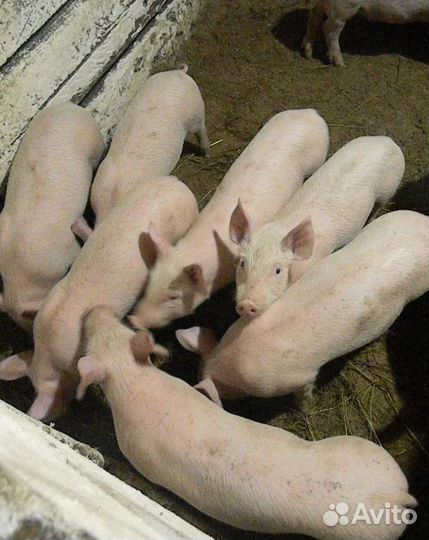 Поросята