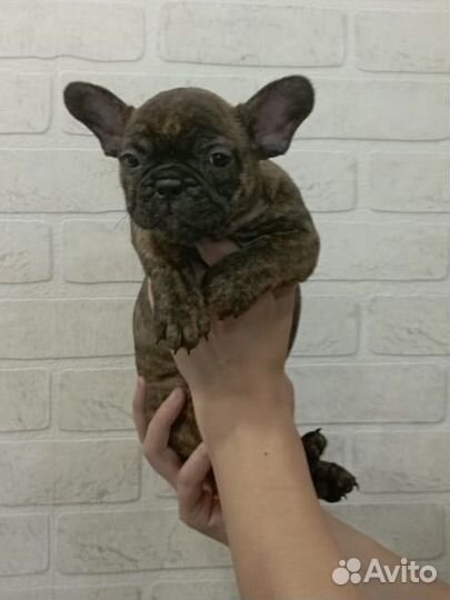 Французики