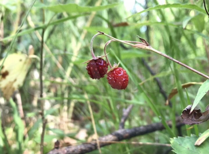 Участок 6,95 га (ИЖС)