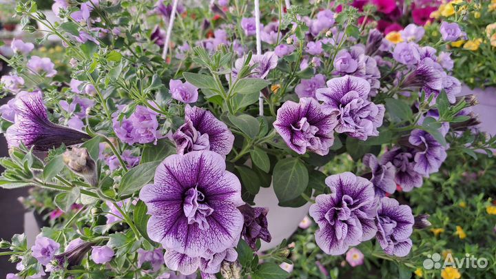 Рассада ампельной петунии, калибрахоа