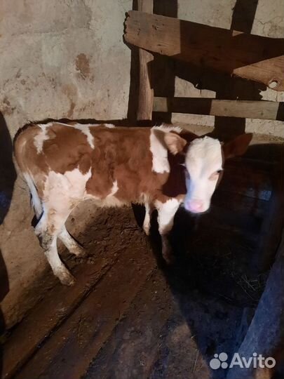 Корова с двойней тёлка и бычок