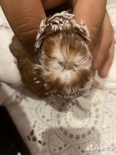 Голуби узбекские