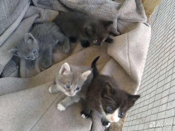 Котята в добрые руки