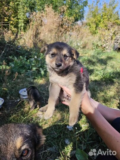 Щенки в добрые руки