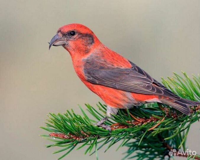 Клёст,щегол,чиж,щур