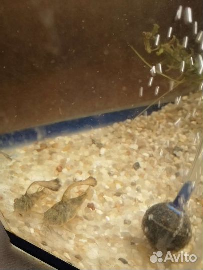 Крапчатые сомики вуалевые, данио гло, аквариумы