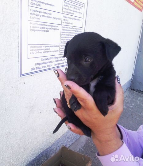 Щенок девочка в добрые руки