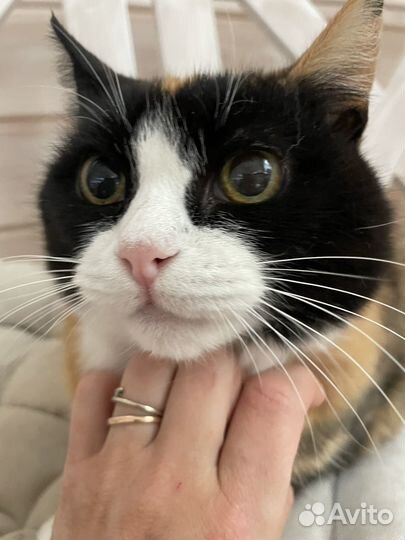 Кошка Соня ищет дом