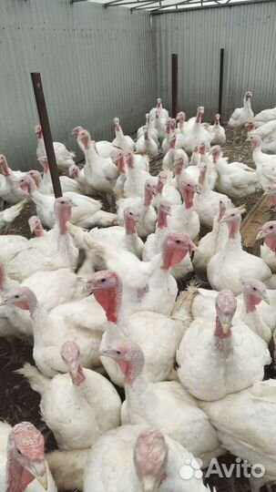 Мясо индейки