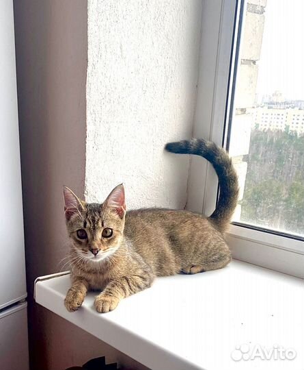 Молоденькая кошечка Ася