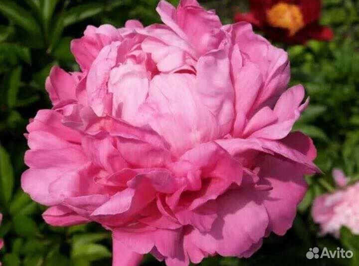 Пион травянистый