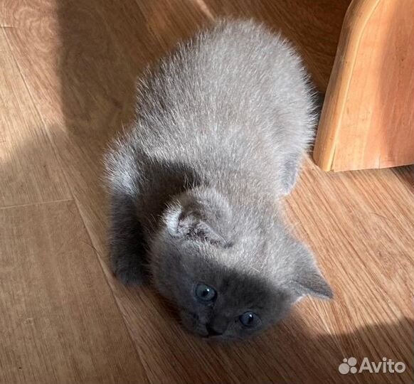 Шотландские котята