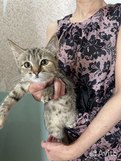 Котенок мурчалка в добрые руки