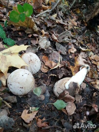 Гриб Весëлка,Иван Чай,Масло топленое