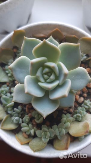 Суккуленты