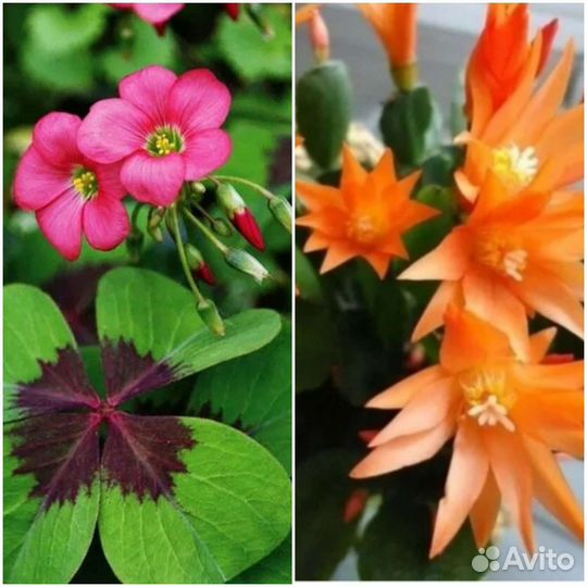 Оксалис Айрон крос (кислица),Пасхальник оранжевый