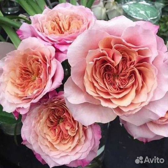 Розы японки