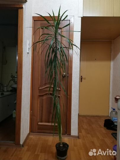 Пальма драцена