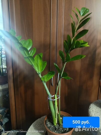 Замиокулькас