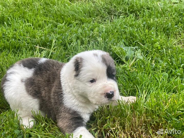 Продажа щенков алабая