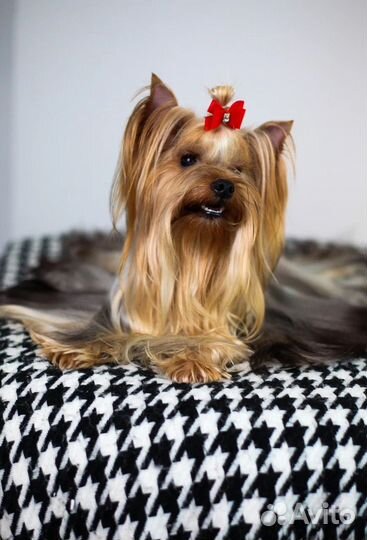 Вязка - Йоркширский терьер