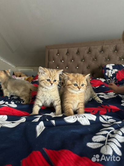 Шотландские котята