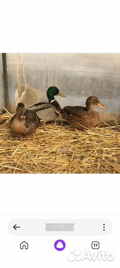 Подсадные утки