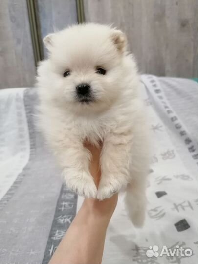 Щенки шпица