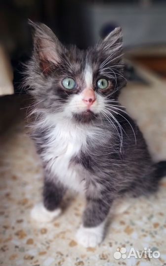 Котёнок Домовёнок