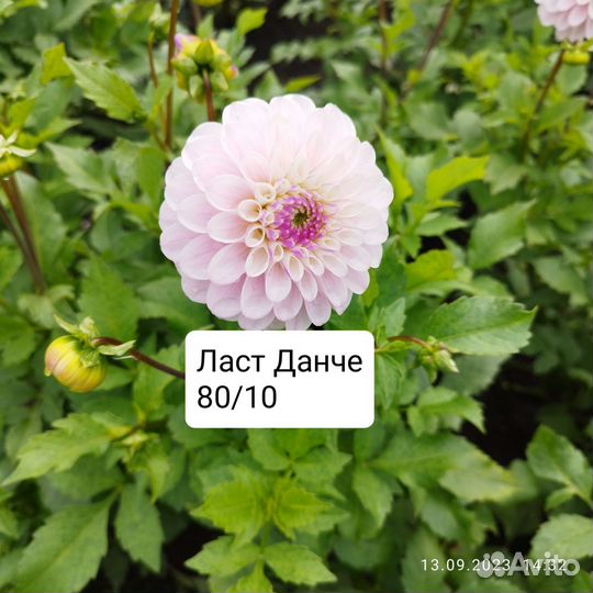 Георгина многолетняя корни