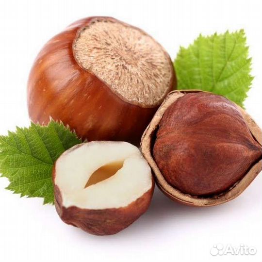 Саженцы фундука