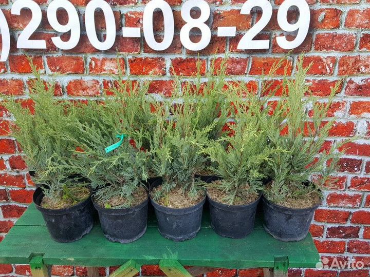 Можжевельник В ассортименте Высота от 25см