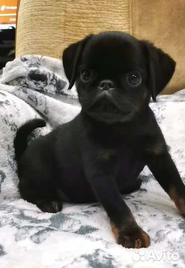 Малый брабансон