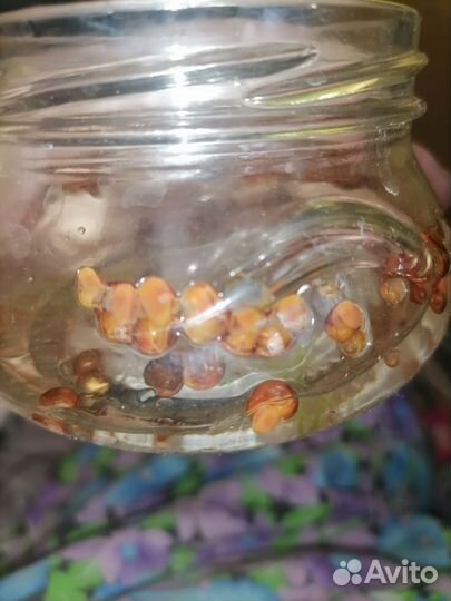 Улитки катушки