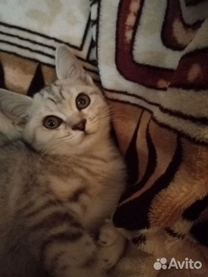 Кошка бесплатно