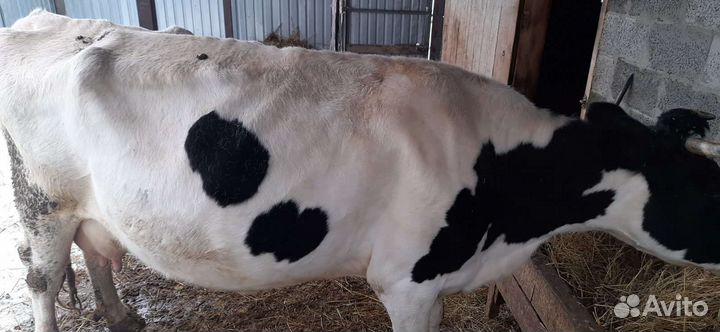 Корова стельная дойная