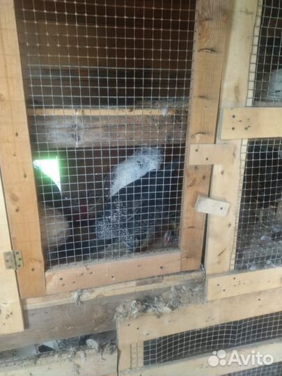 Куры несушки, гуси