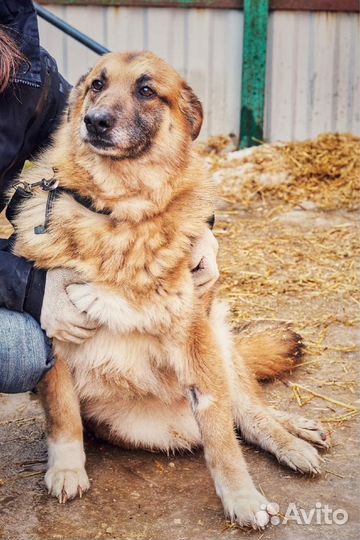 Собака в добрые руки