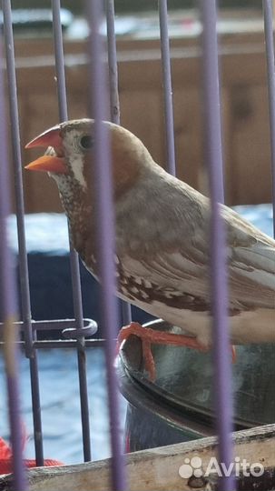 Зебровые амадины