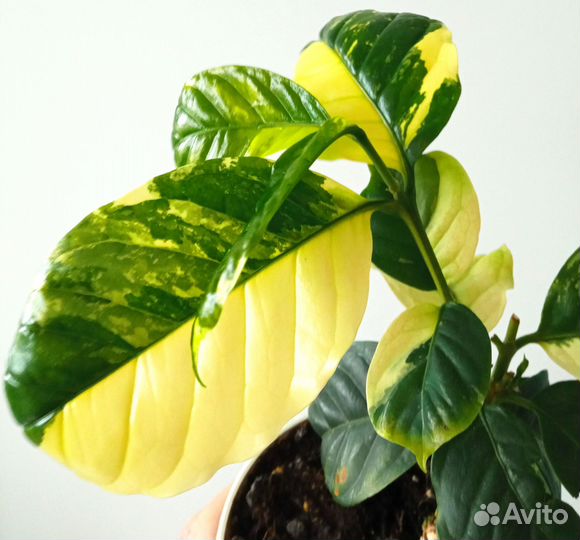 Кофе вариегатный