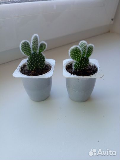 Кактусы и суккуленты