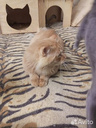 Кот Рыжа Рыжий