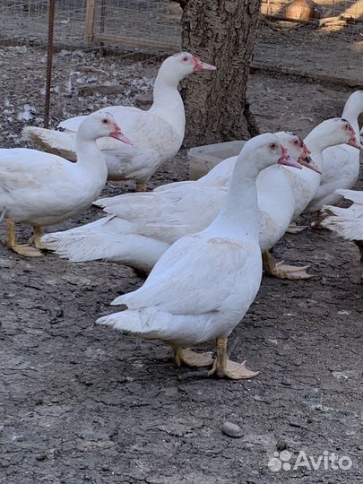 Индоутки тяжелых линий Гримо