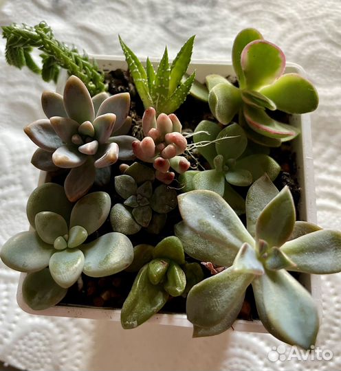 Суккуленты набор