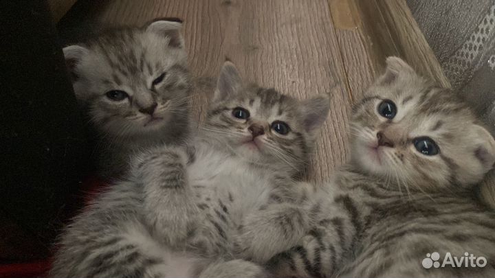 Котенок в дар