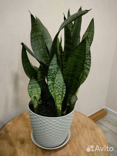 Сансевиерия