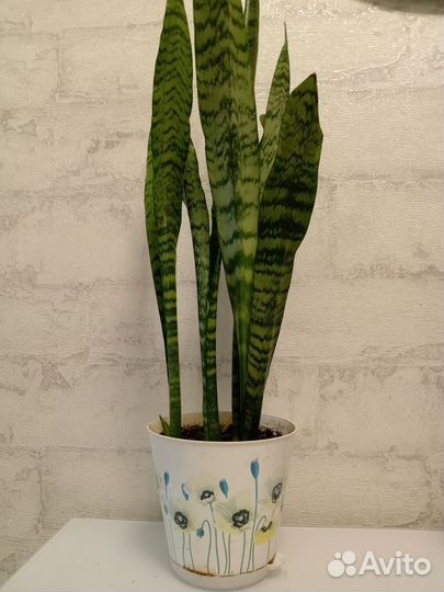 Сансевиерия щучий хвост разные