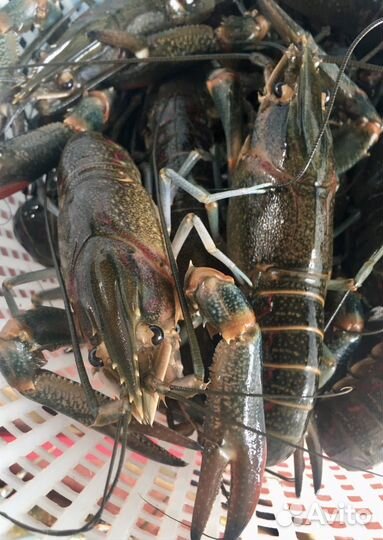 Производители австралийского рака